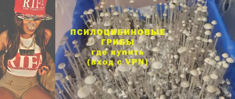 Псилоцибиновые грибы Psilocybine cubensis  гидра зеркало  Кемь 